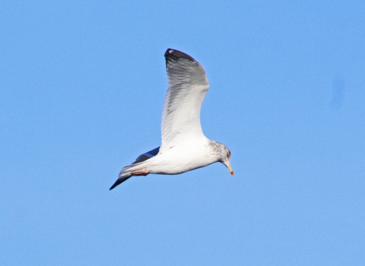 American Herring Gull - ML647321522