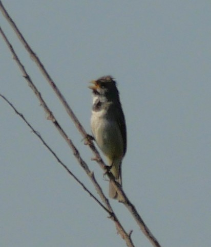 Double-collared Seedeater - ML647321523