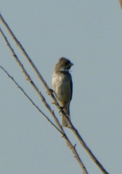 Double-collared Seedeater - ML647321524