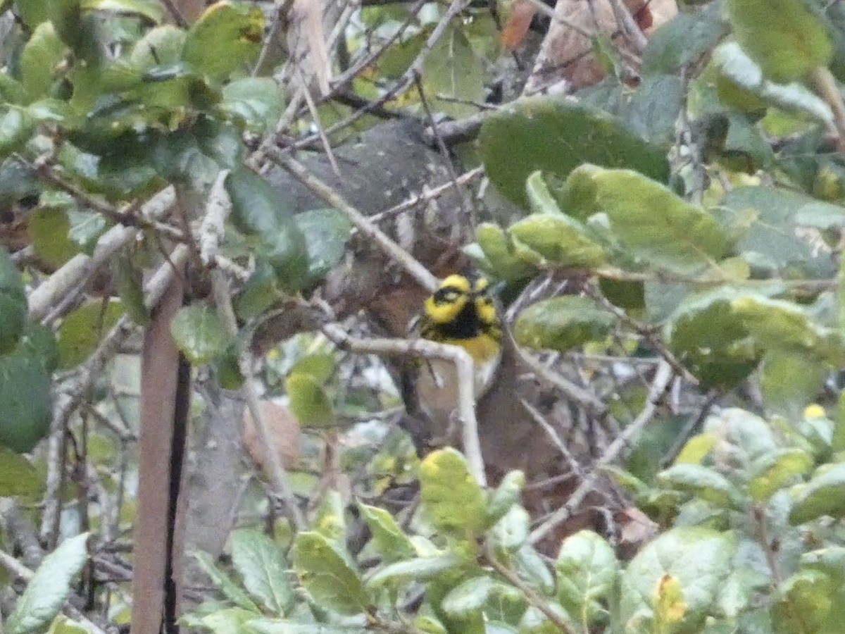 Townsend's Warbler - ML647321525