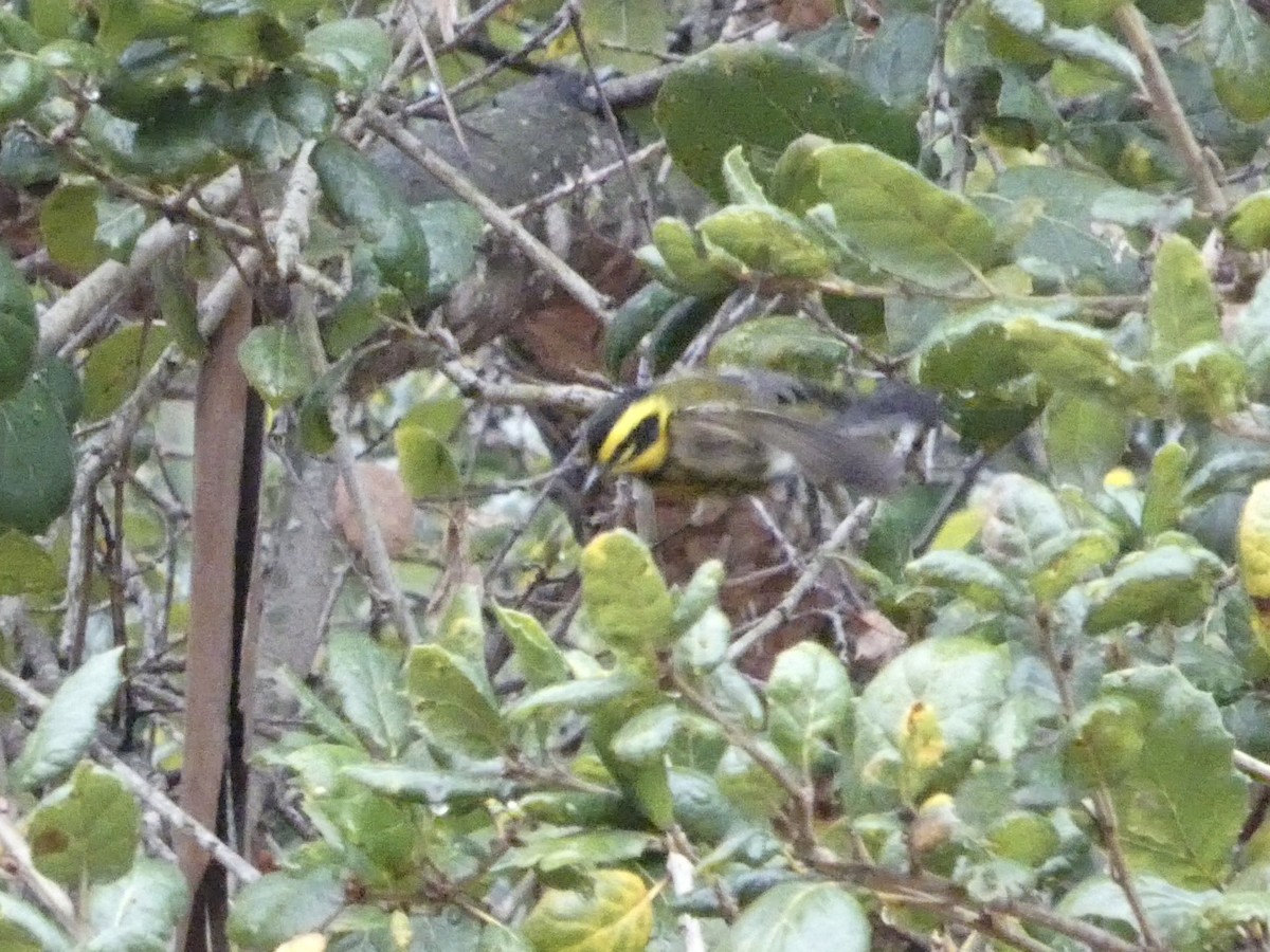 Townsend's Warbler - ML647321526