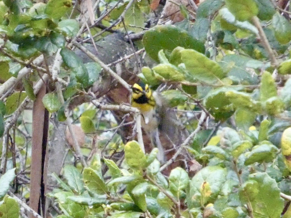Townsend's Warbler - ML647321527