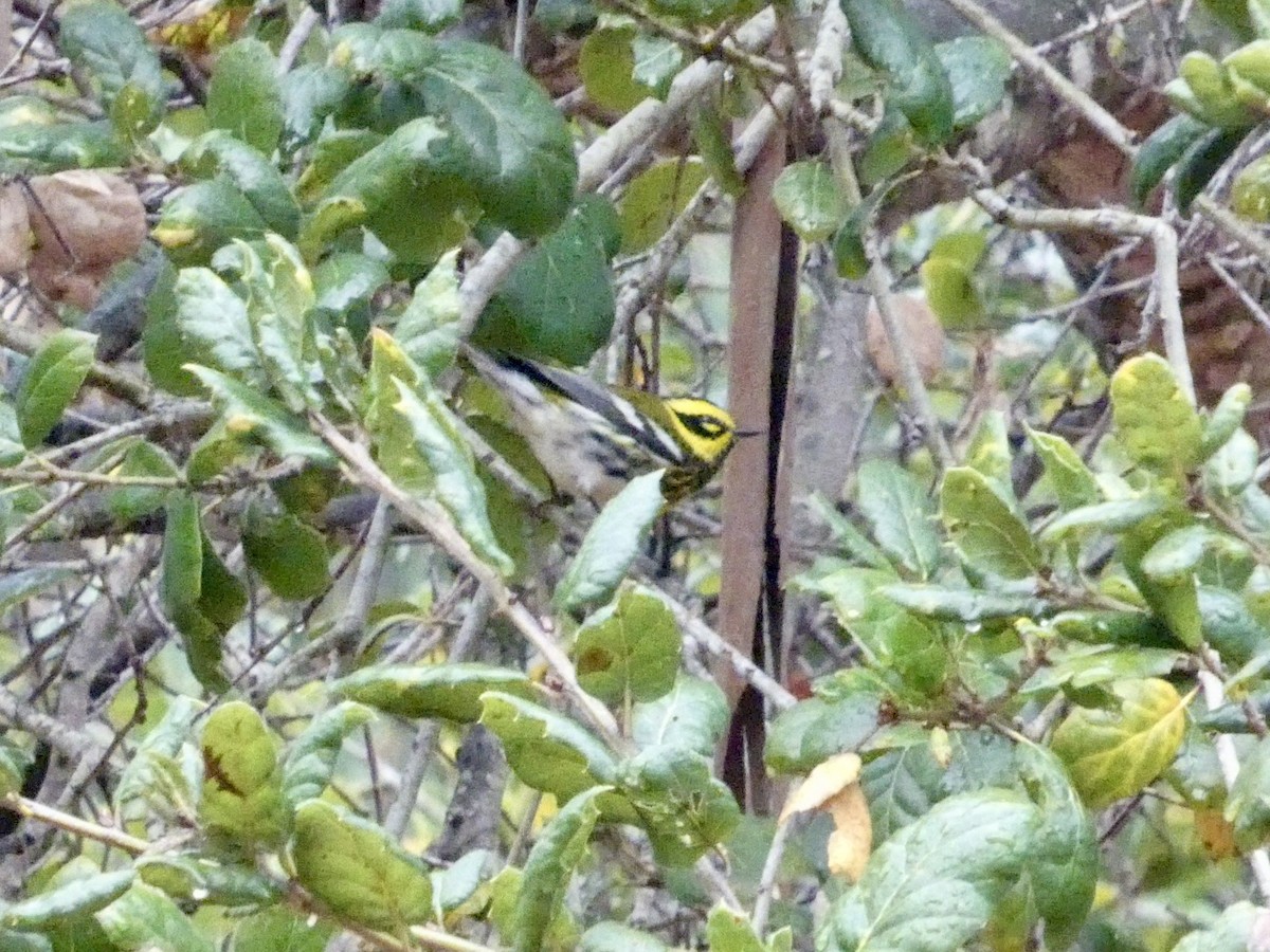 Townsend's Warbler - ML647321528