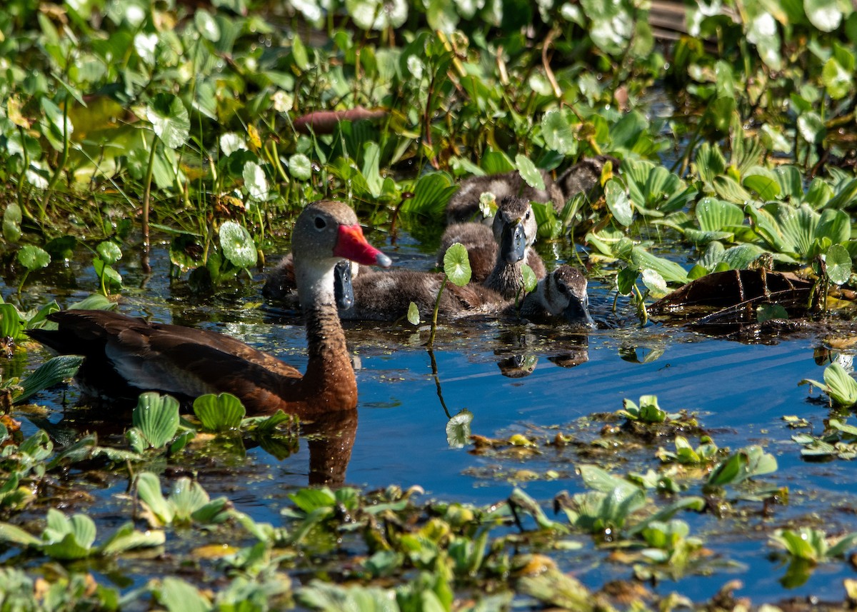 Black-bellied Whistling-Duck - ML647321530