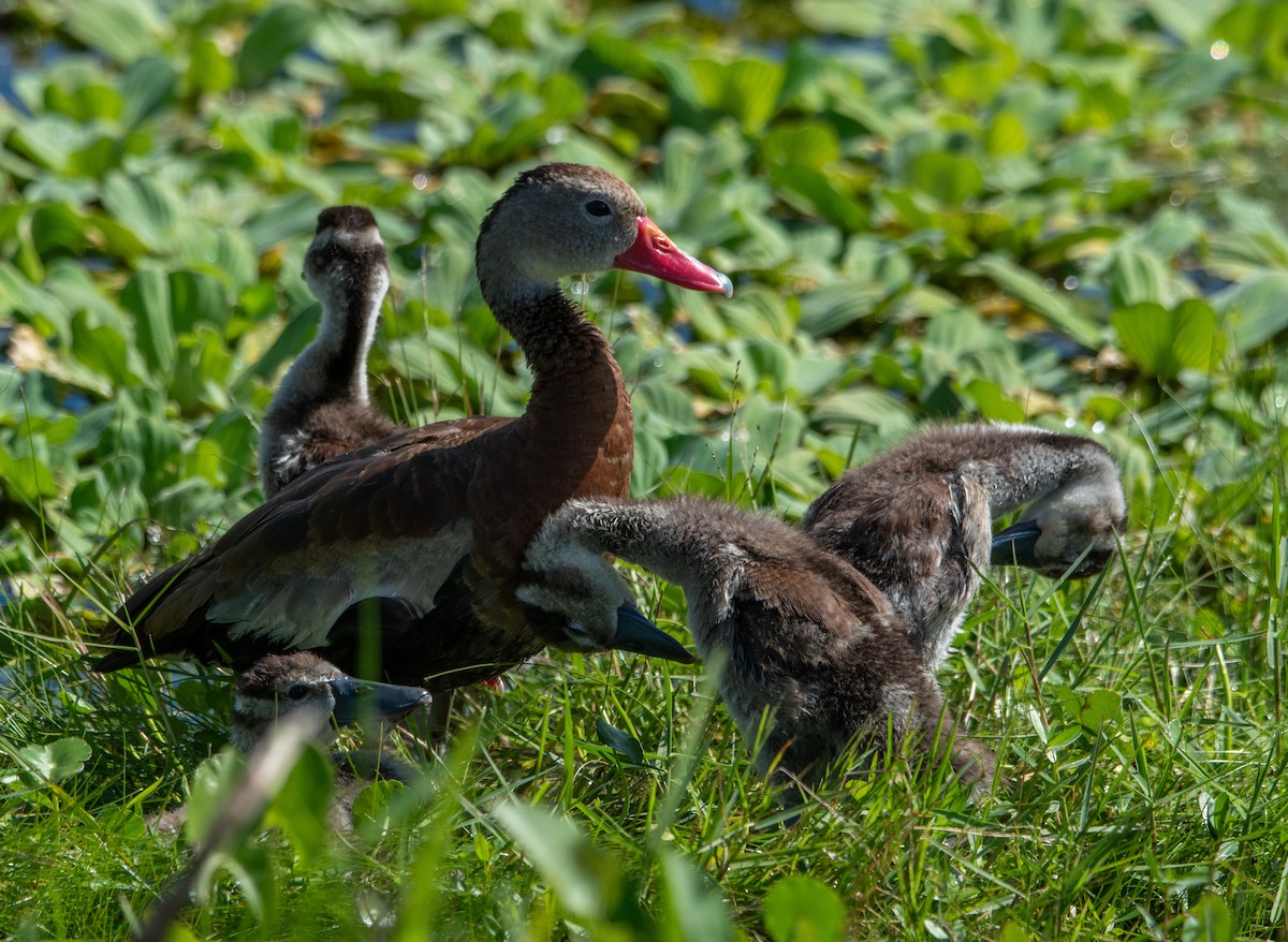 Black-bellied Whistling-Duck - ML647321531