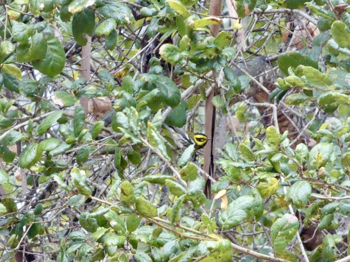 Townsend's Warbler - ML647321532