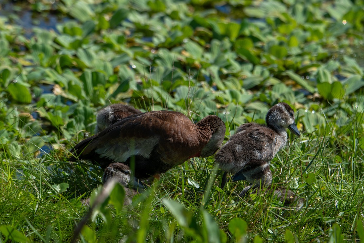 Black-bellied Whistling-Duck - ML647321534