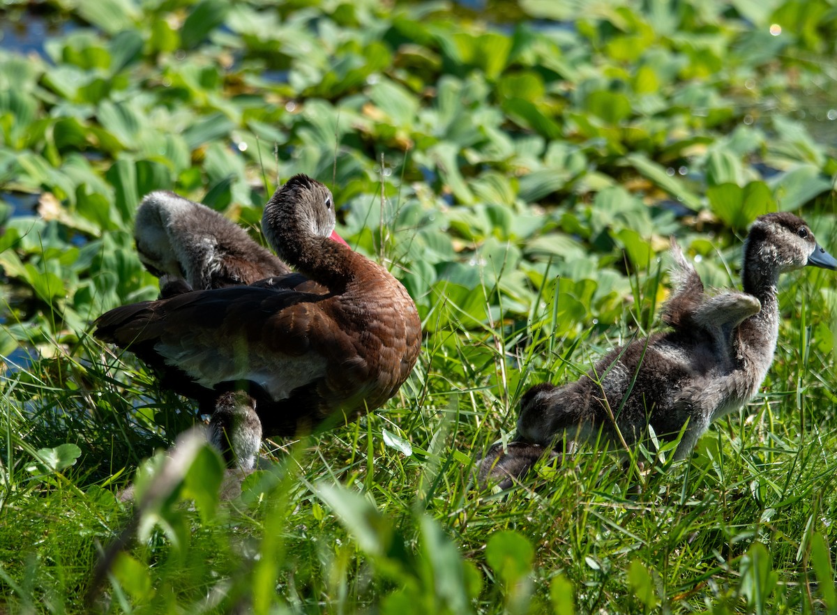 Black-bellied Whistling-Duck - ML647321535