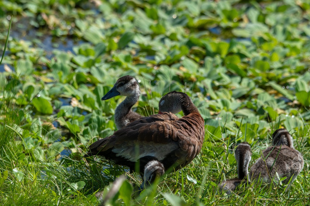 Black-bellied Whistling-Duck - ML647321536