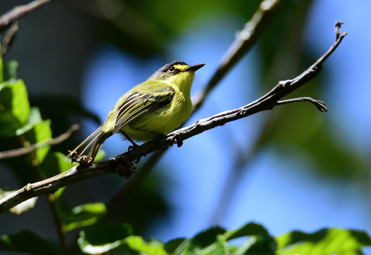 Gray-headed Tody-Flycatcher - ML647321537