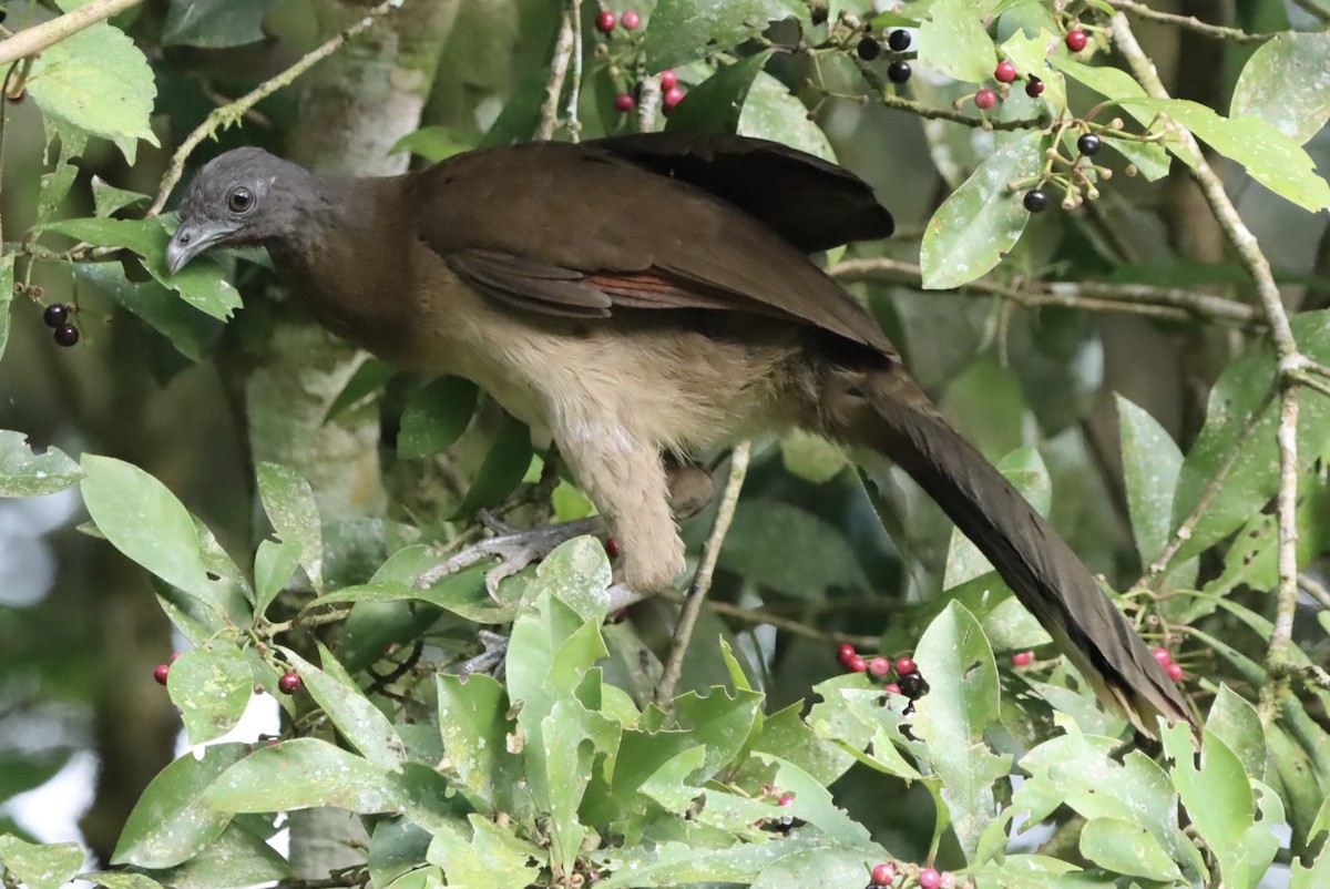 Gray-headed Chachalaca - ML647321539