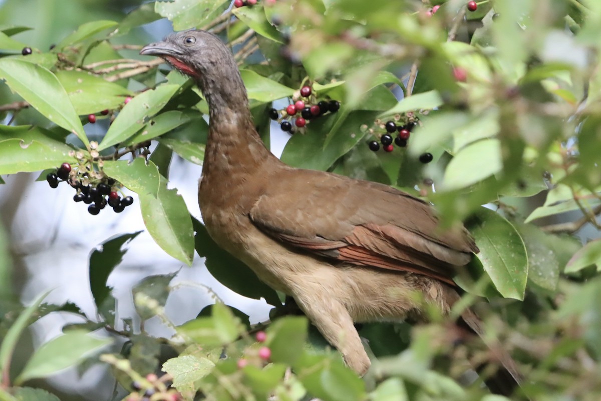 Gray-headed Chachalaca - ML647321540