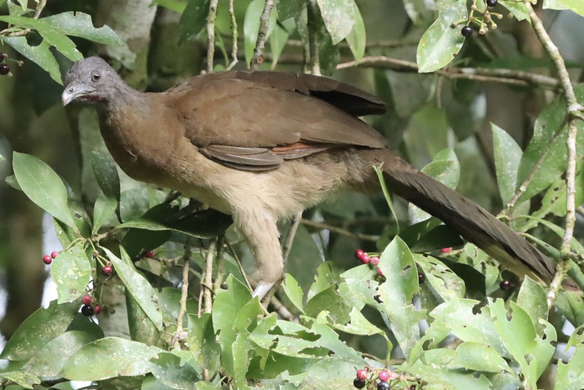 Gray-headed Chachalaca - ML647321541