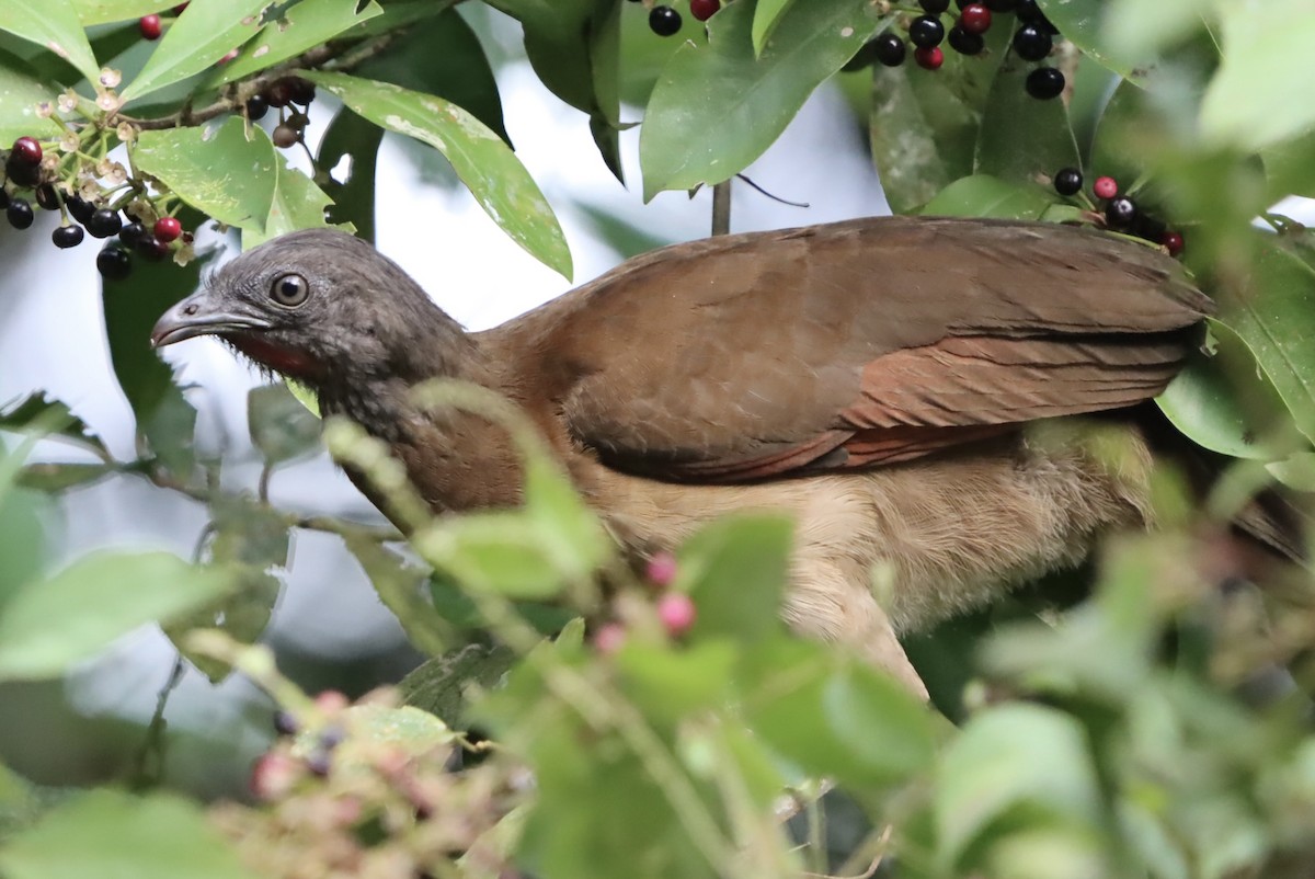 Gray-headed Chachalaca - ML647321542