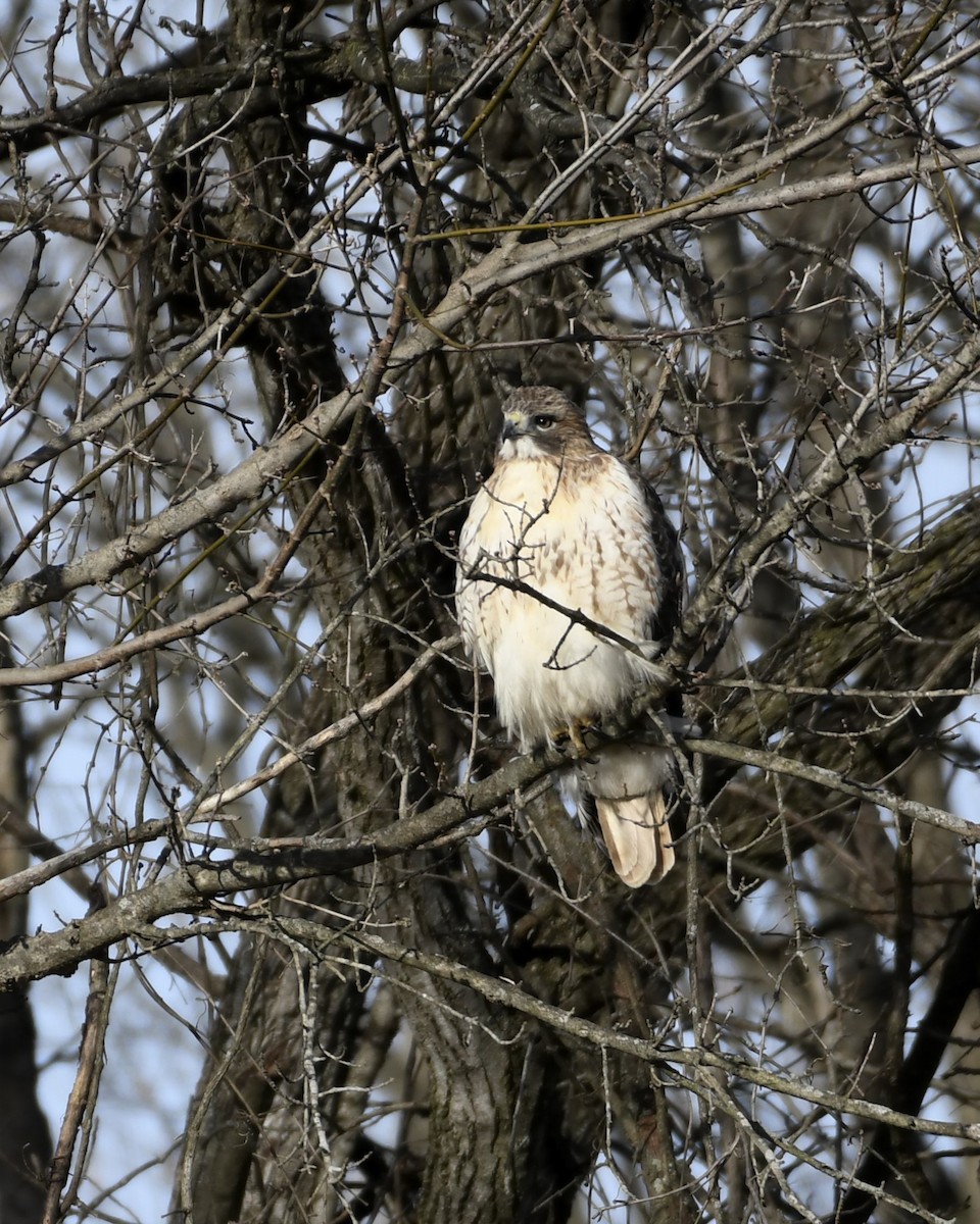 Red-tailed Hawk - ML647321543