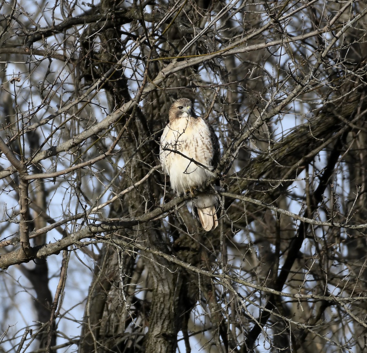 Red-tailed Hawk - ML647321545