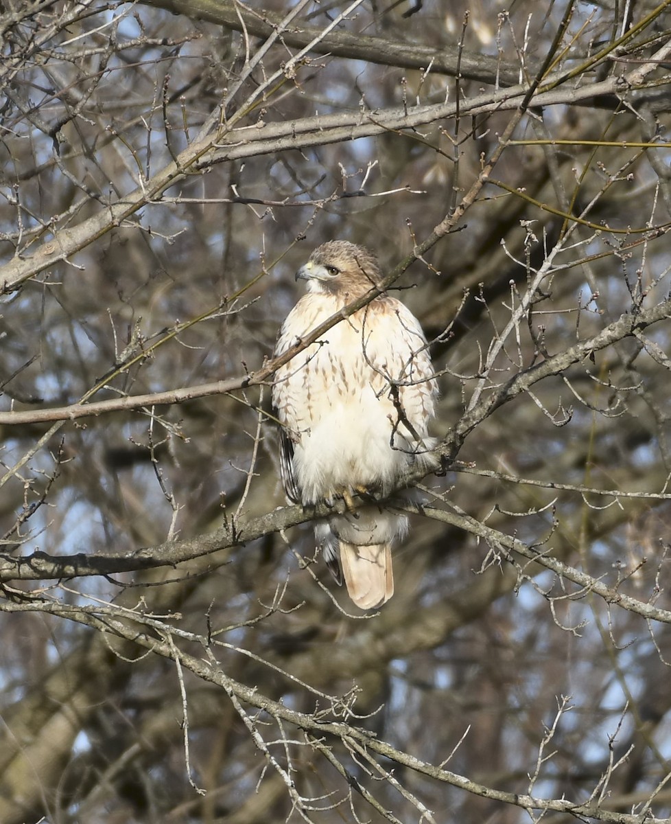 Red-tailed Hawk - ML647321547