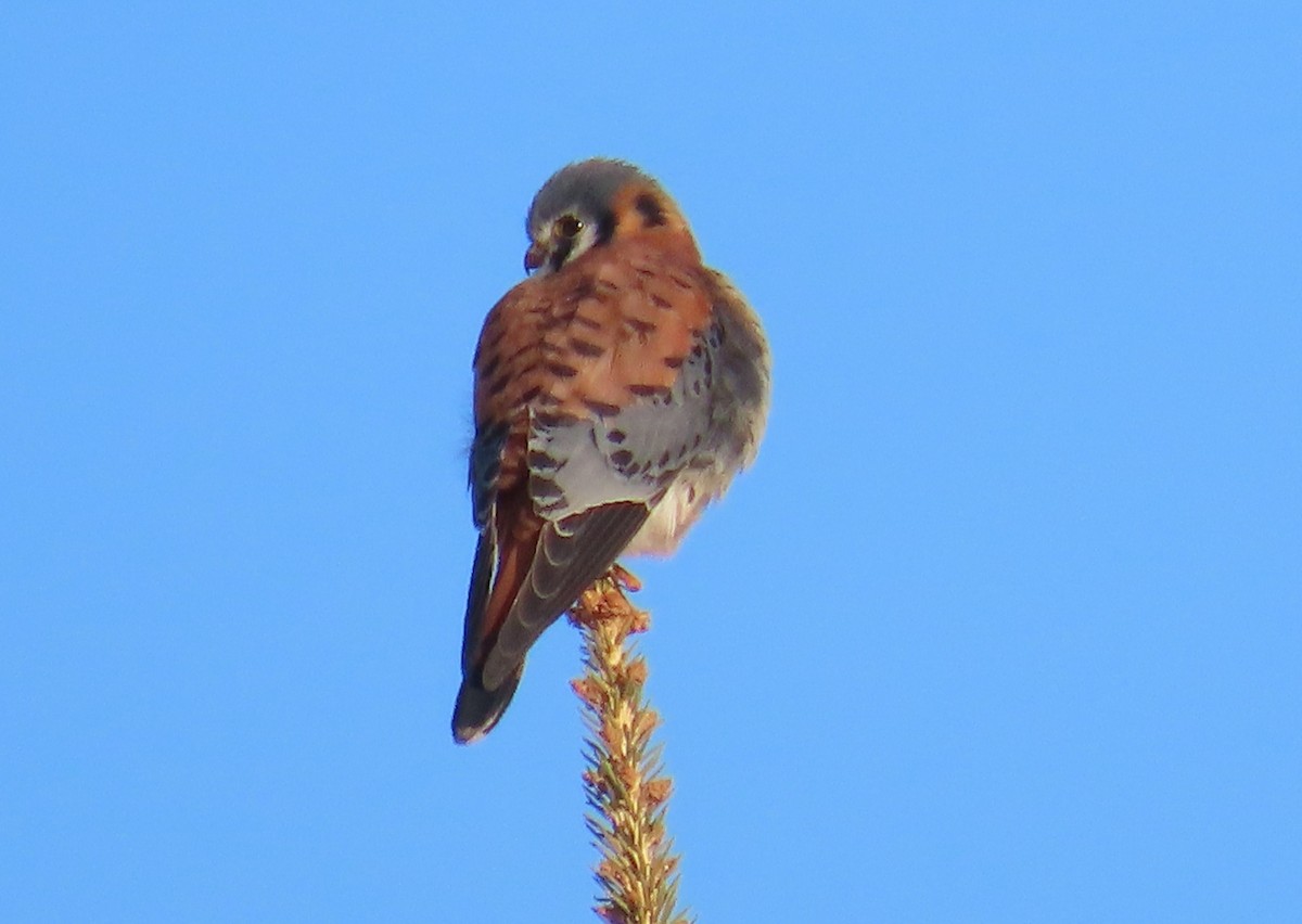 American Kestrel - ML647321549