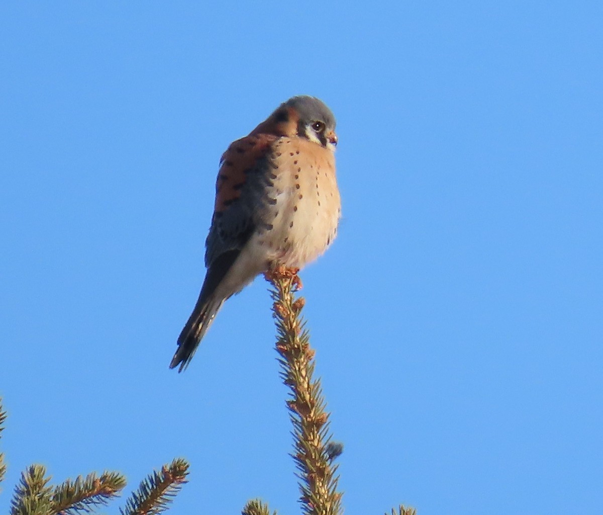 American Kestrel - ML647321550