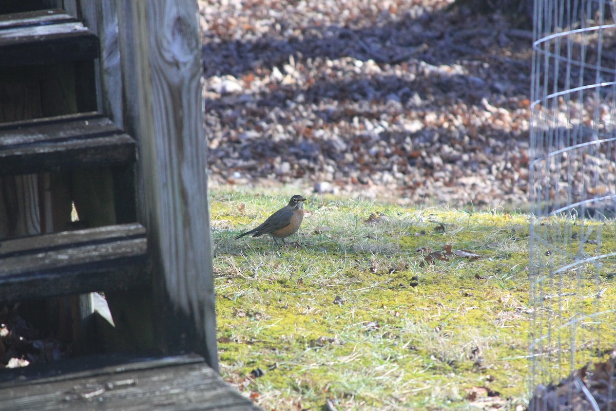 drozd stěhovavý - ML647321555