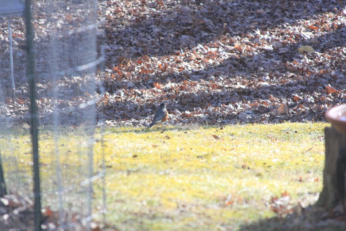 drozd stěhovavý - ML647321558