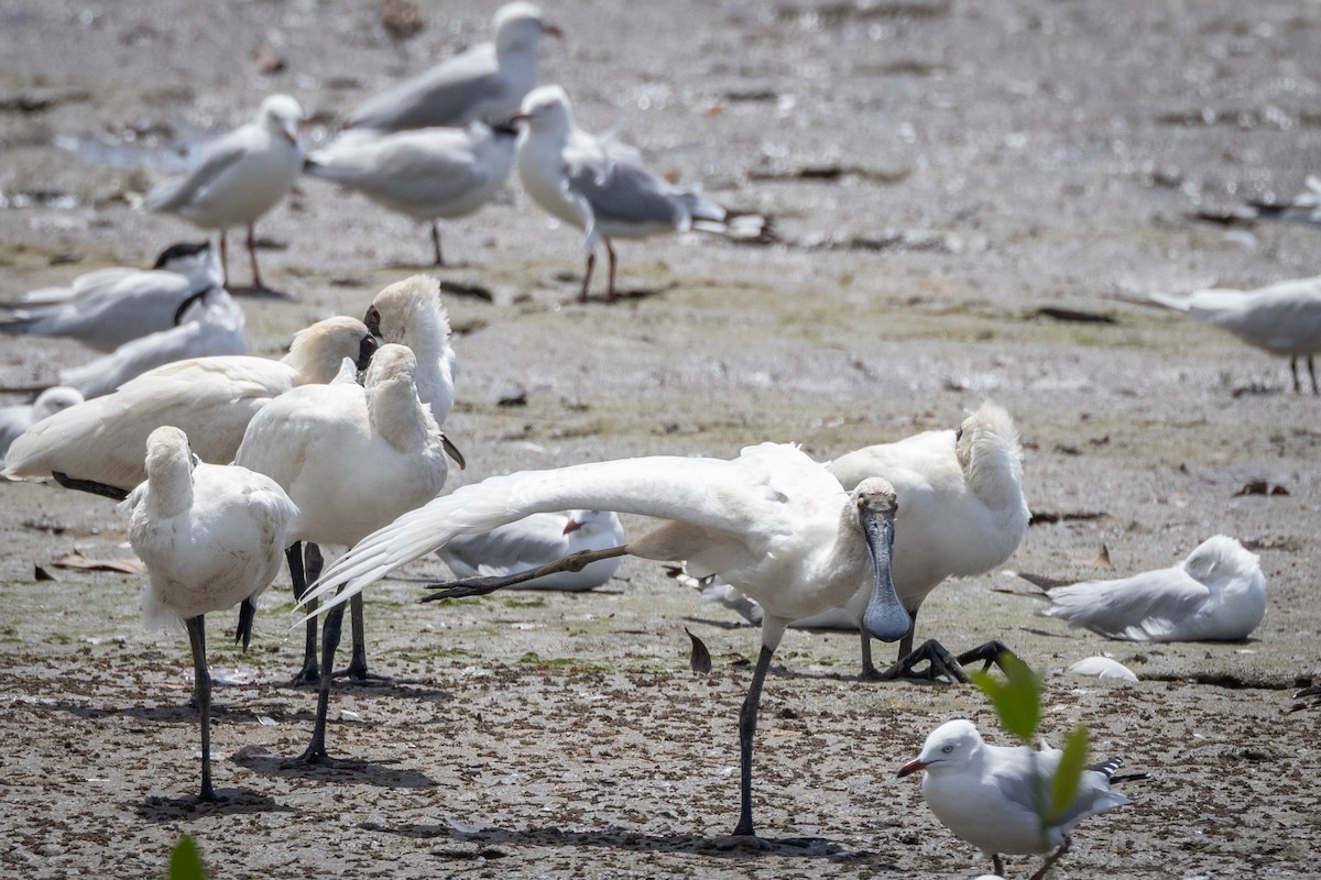 Royal Spoonbill - ML647321561