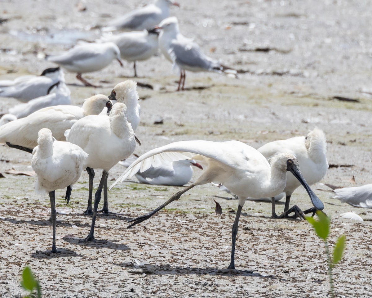 Royal Spoonbill - ML647321562