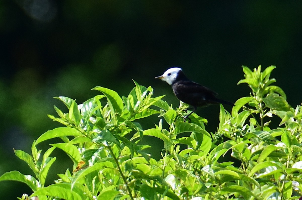 White-headed Marsh Tyrant - ML647321564