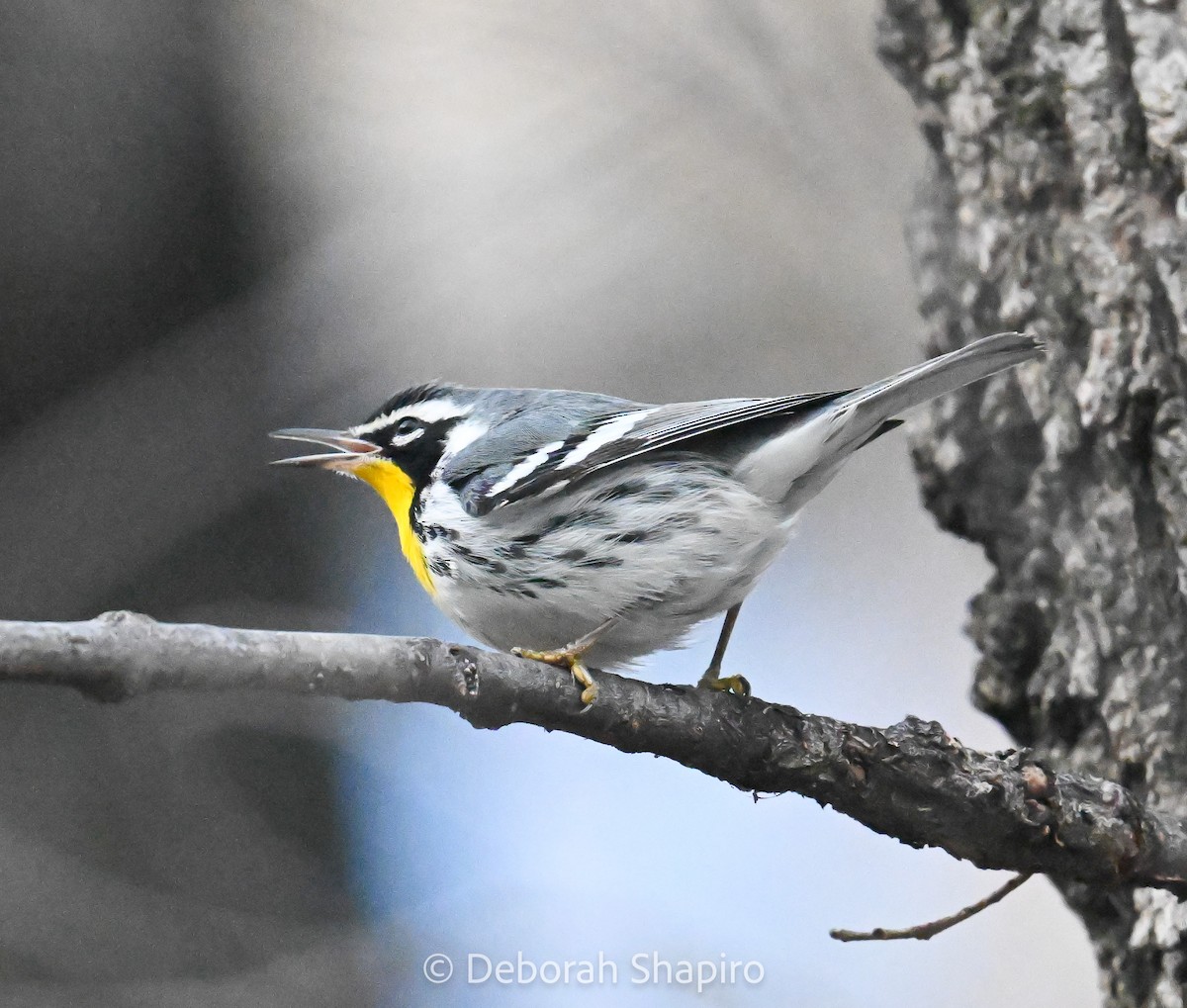 Yellow-throated Warbler - ML647321570
