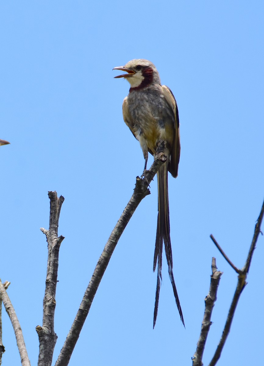 Streamer-tailed Tyrant - ML647321578