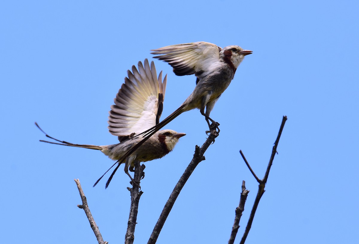 Streamer-tailed Tyrant - ML647321579