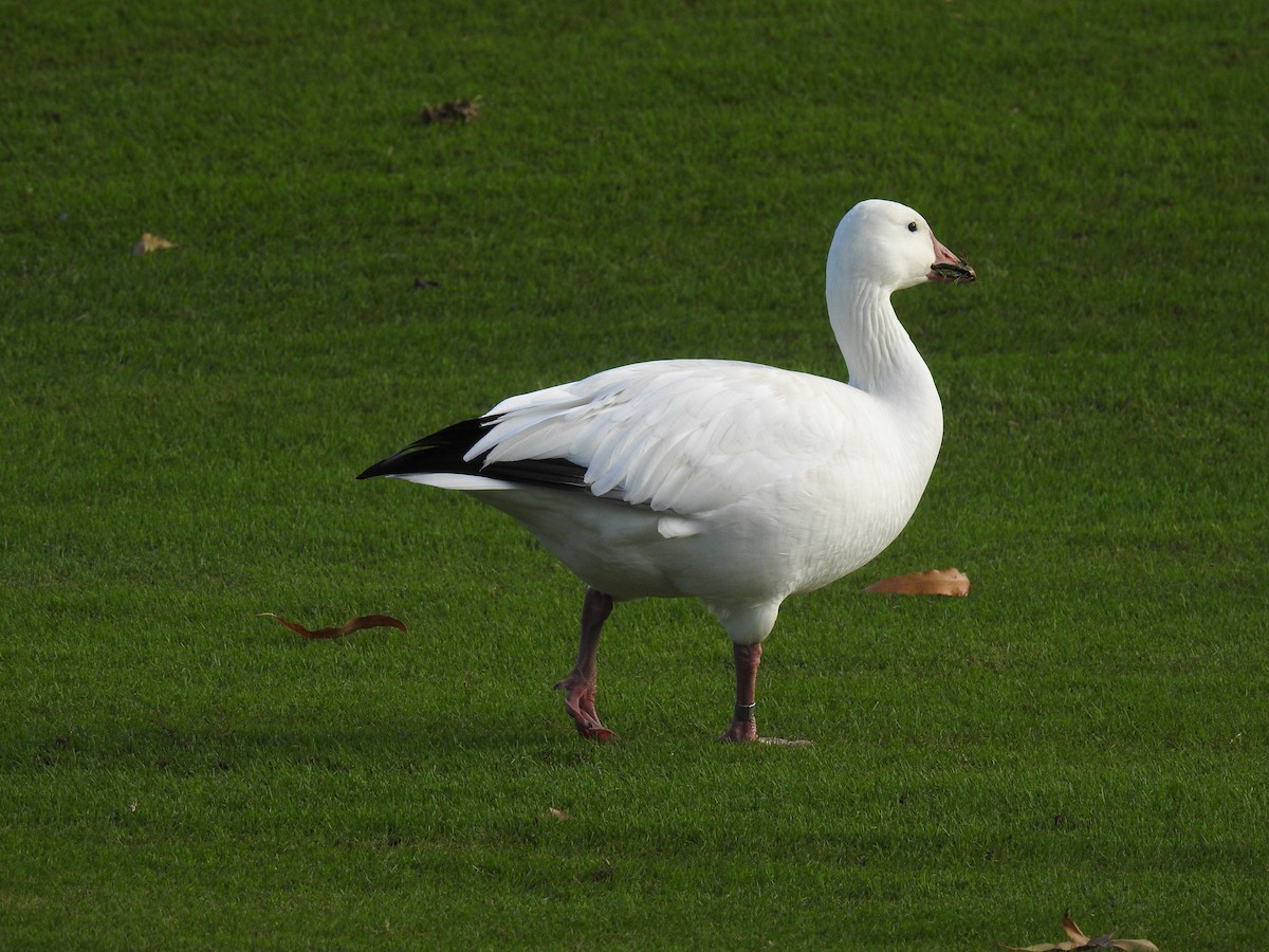 Snow Goose - ML647321581