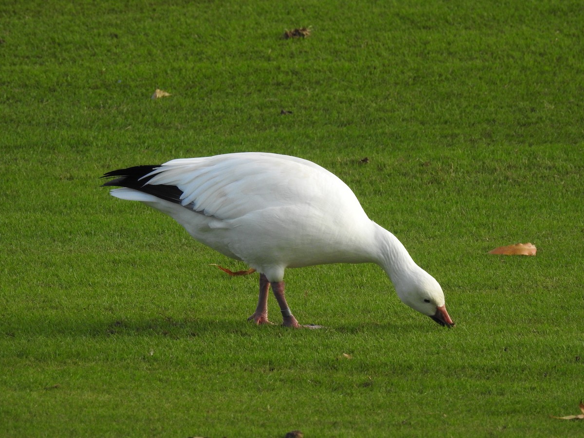 Snow Goose - ML647321582