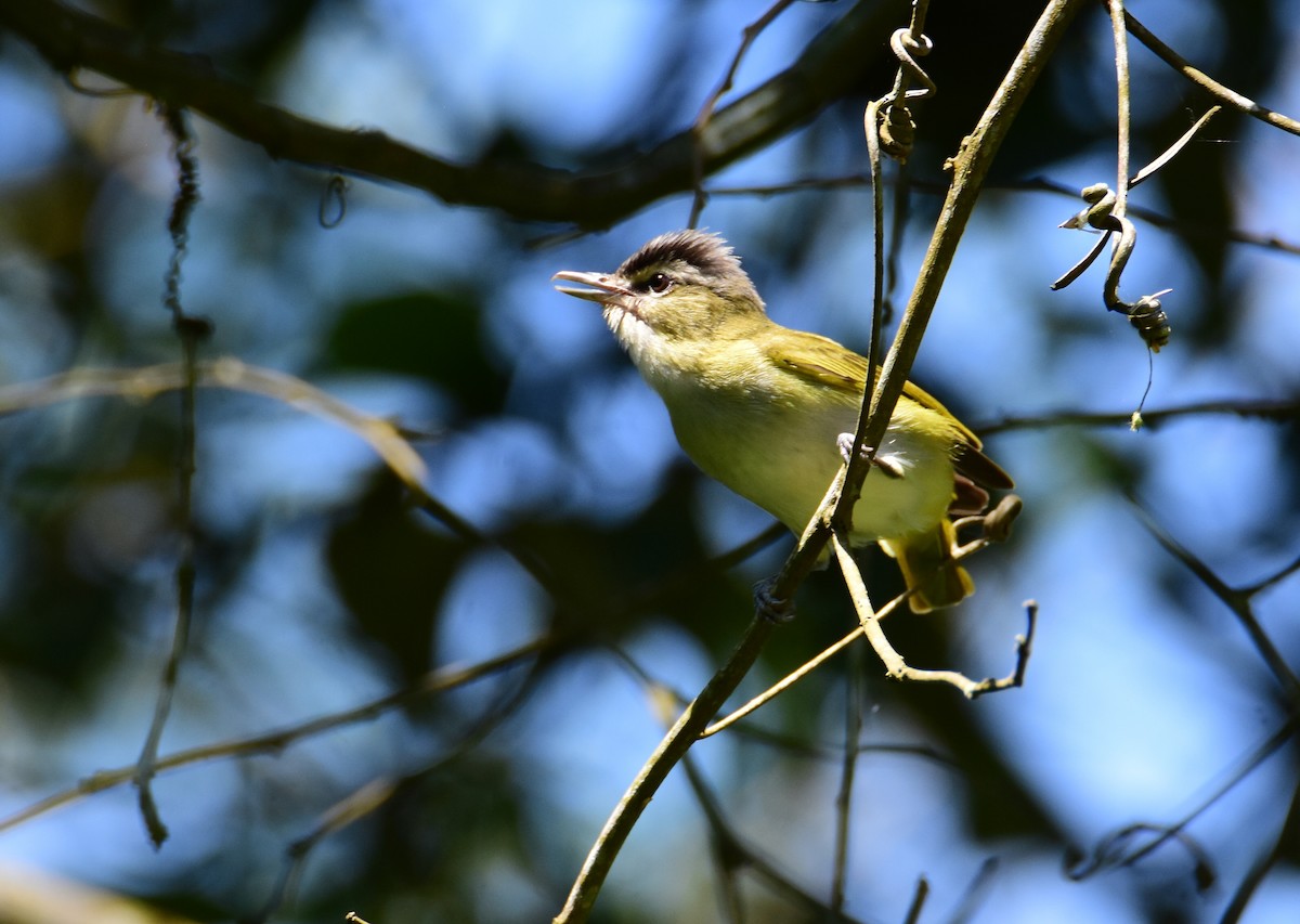 Chivi Vireo - ML647321583