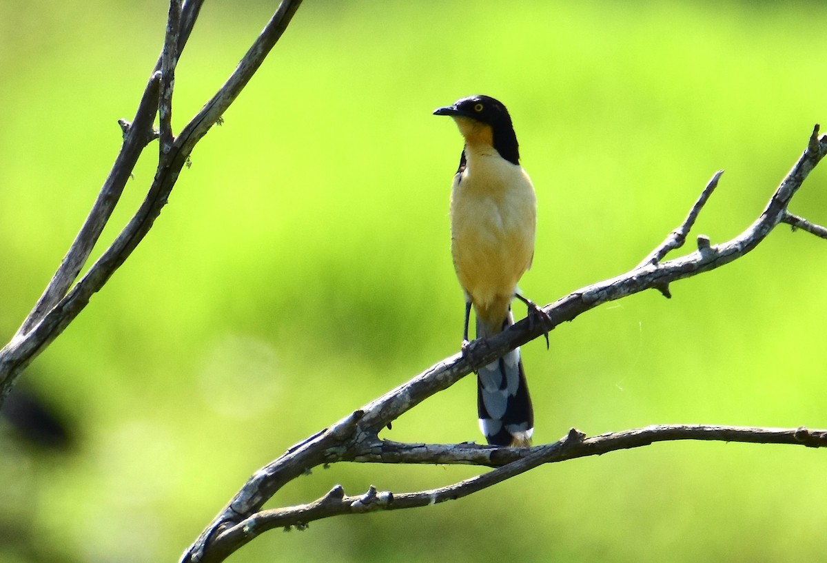 Black-capped Donacobius - ML647321587