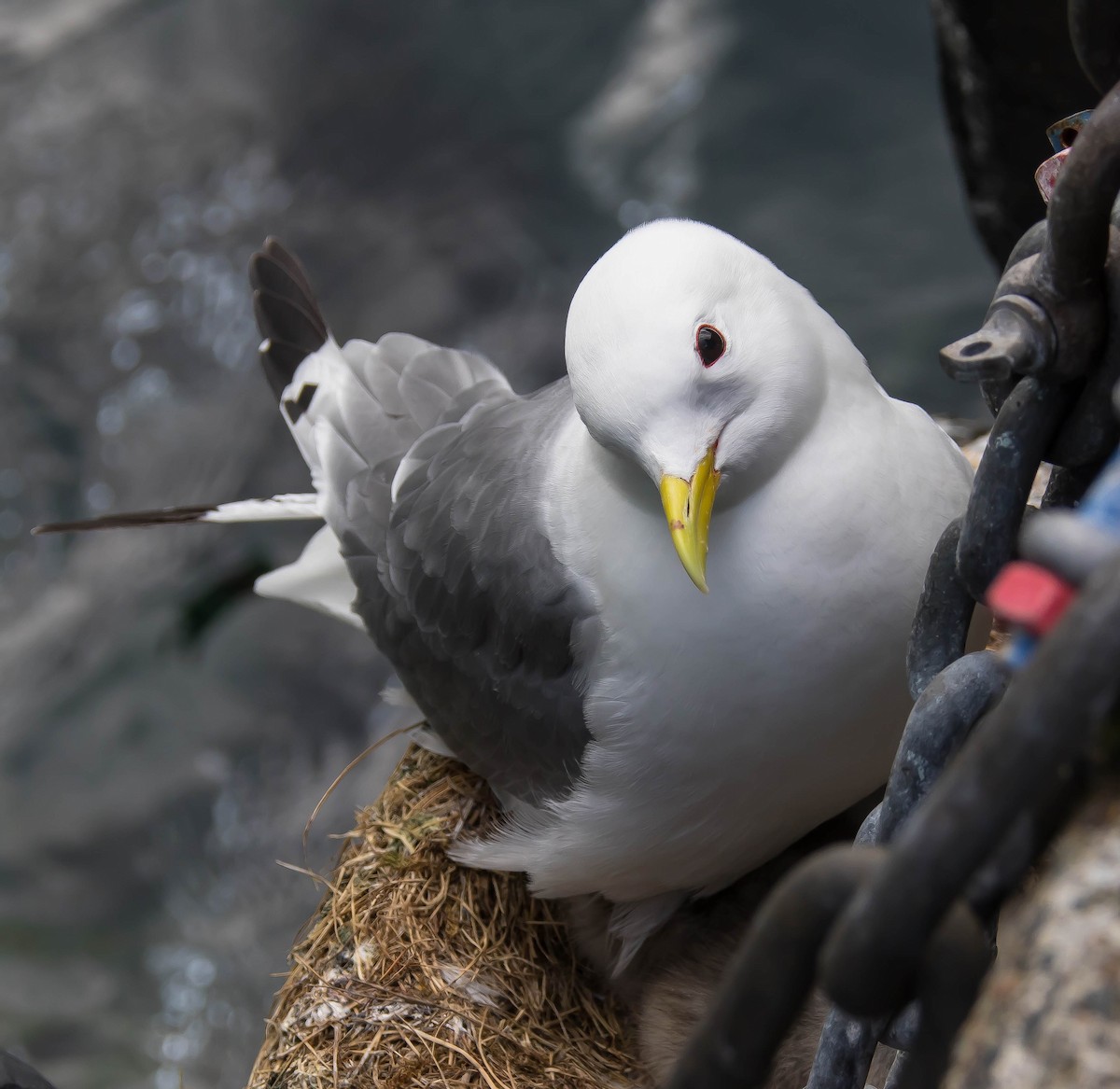 Black-legged Kittiwake - ML647321595