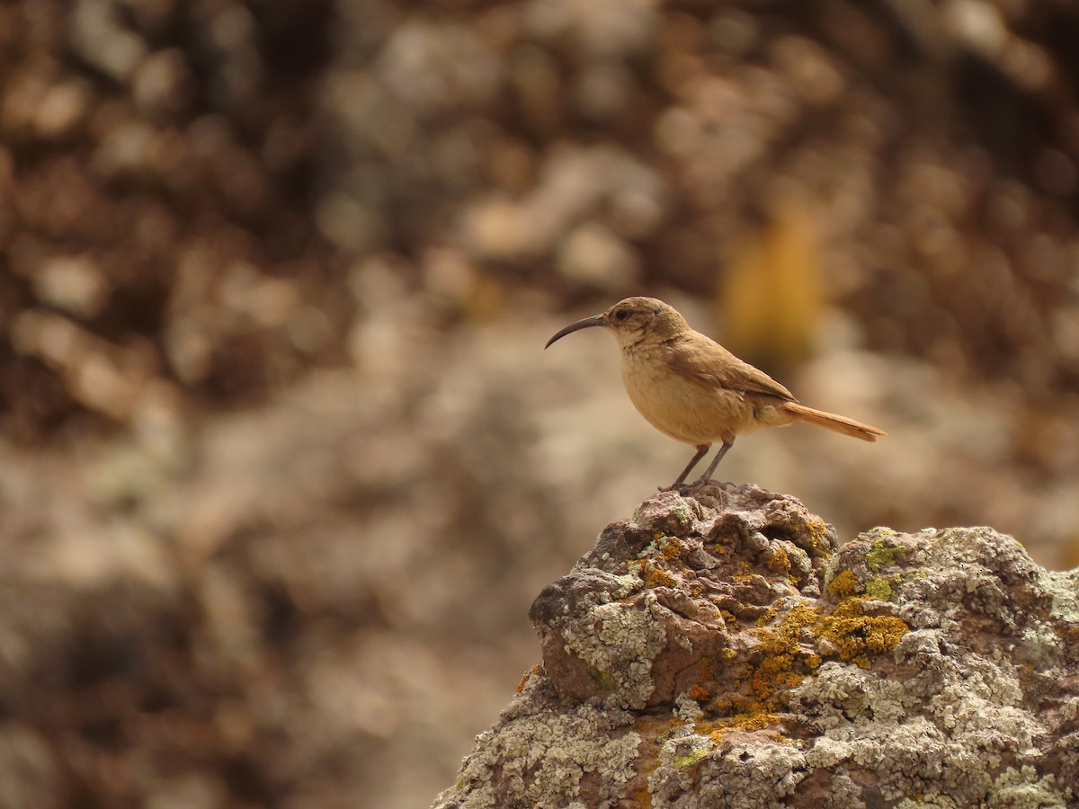 Langschnabel-Erdhacker - ML647321596