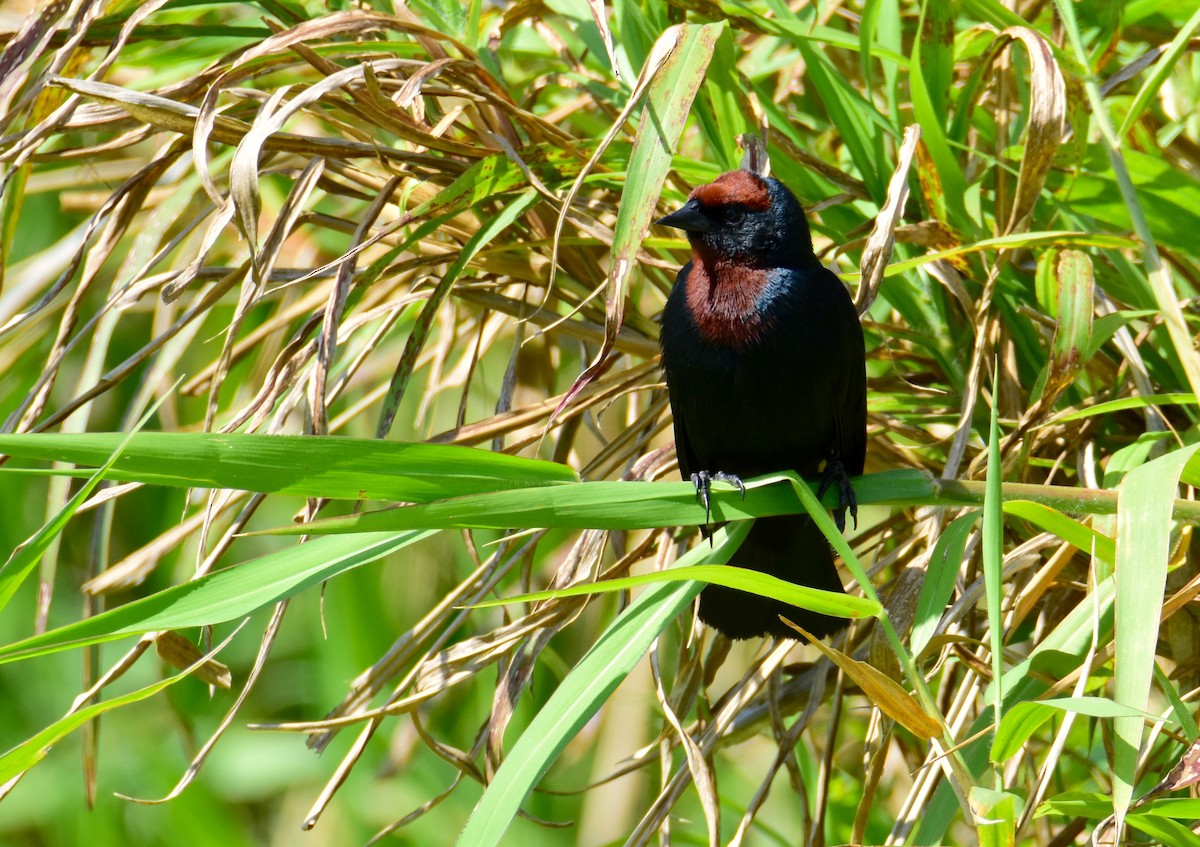 Chestnut-capped Blackbird - ML647321600