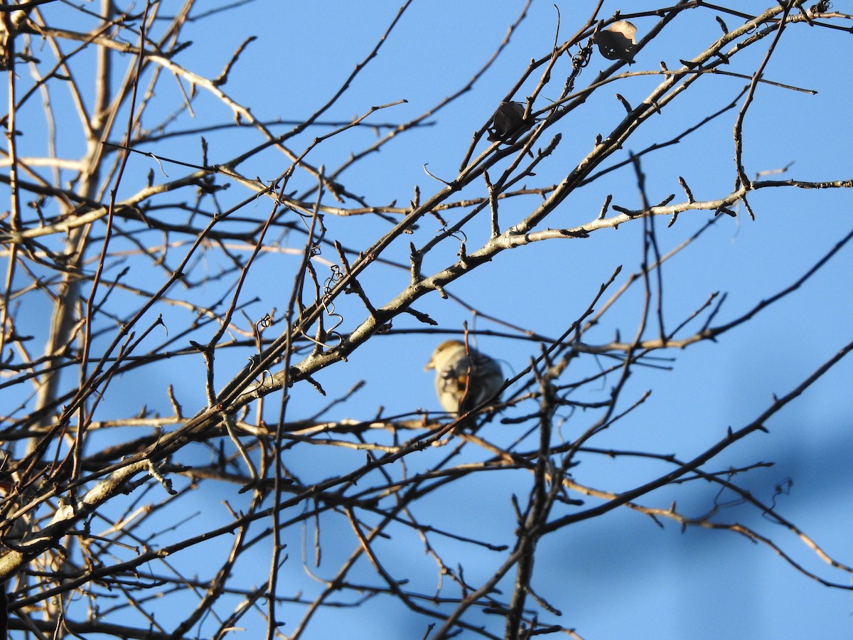 Pinu-gailupa - ML647321614