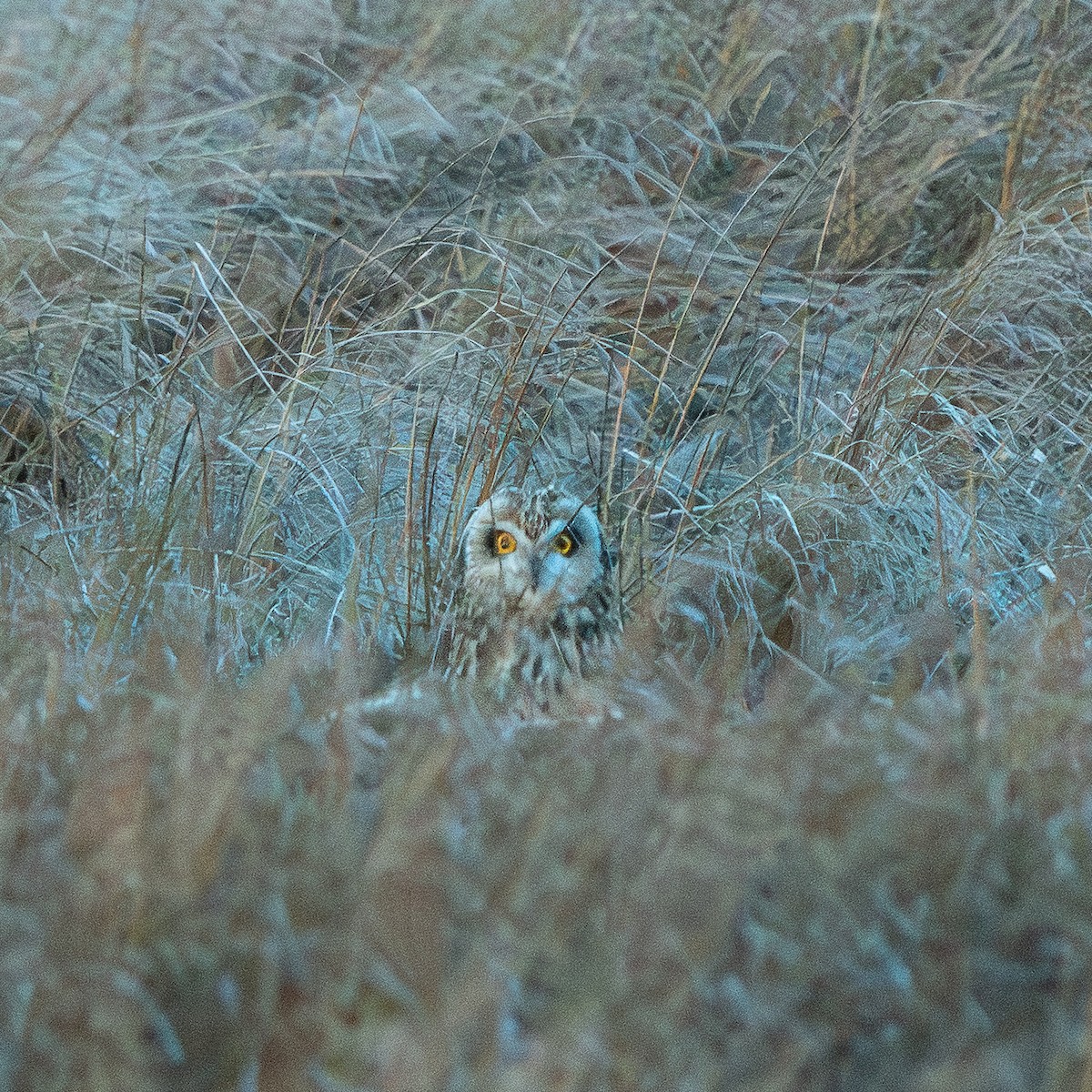 Болотная сова (flammeus) - ML647321615