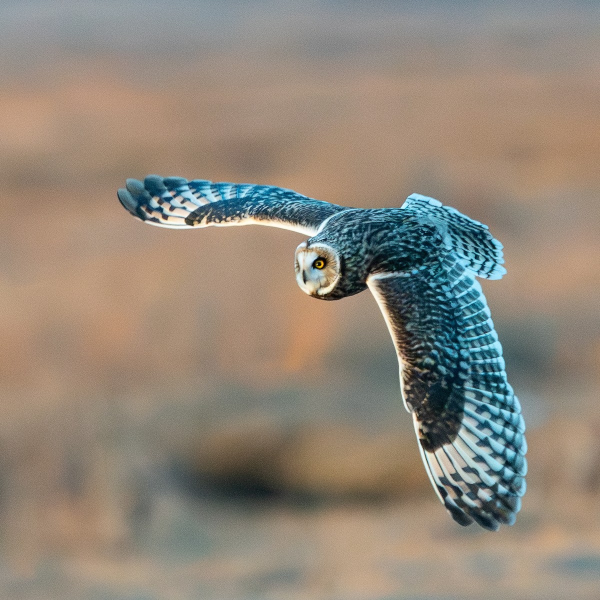 Болотная сова (flammeus) - ML647321616