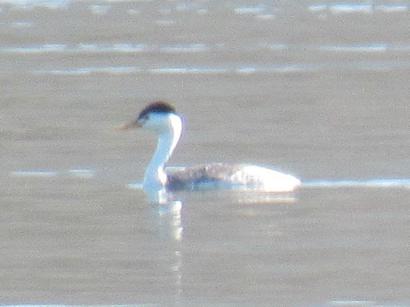 Clark's Grebe - ML647321618