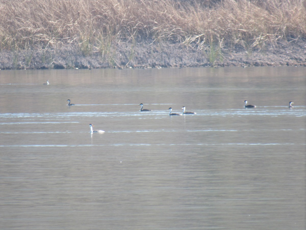 Western Grebe - ML647321633