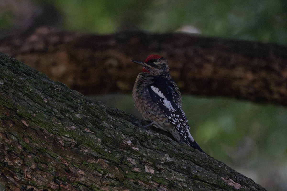 Red-naped Sapsucker - ML647321640