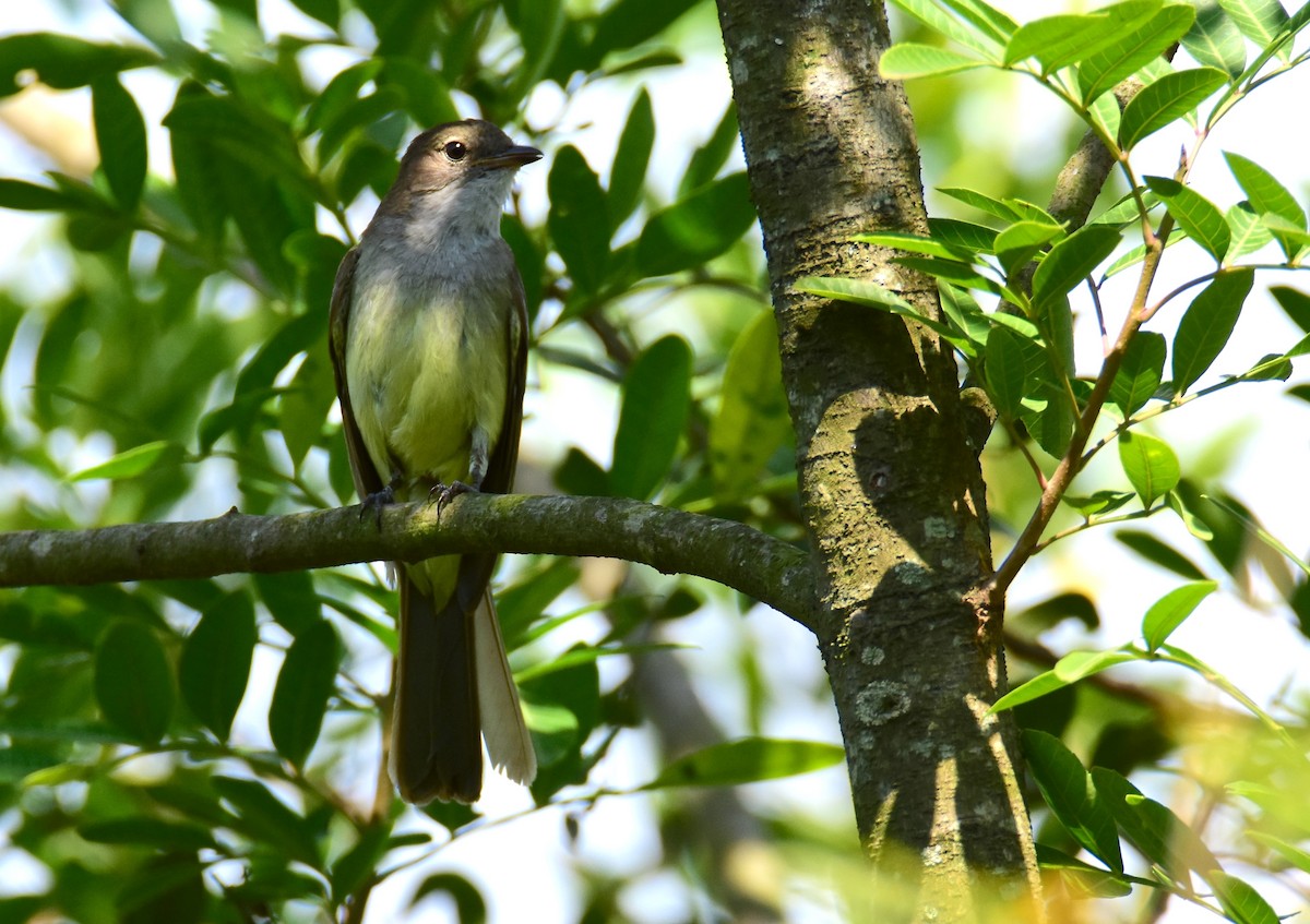 Large Elaenia - ML647321648