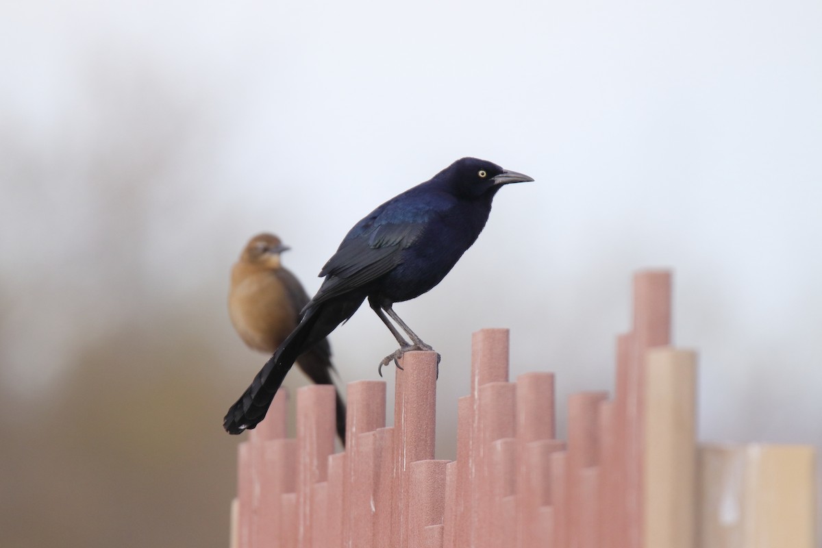 Great-tailed Grackle - ML647321652