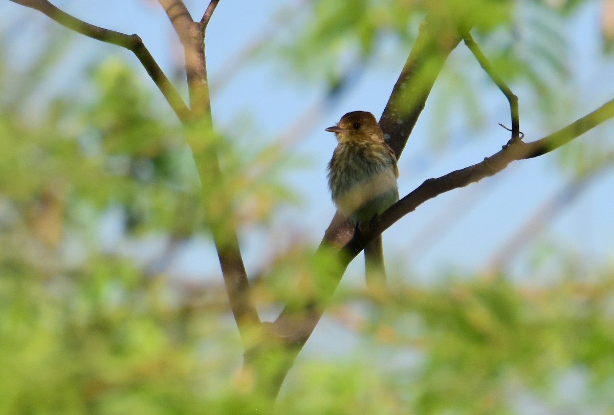 Bran-colored Flycatcher - ML647321653