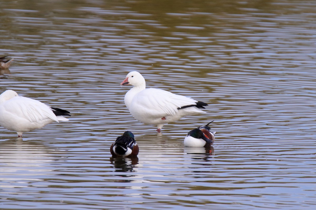 Snow Goose - ML647321657