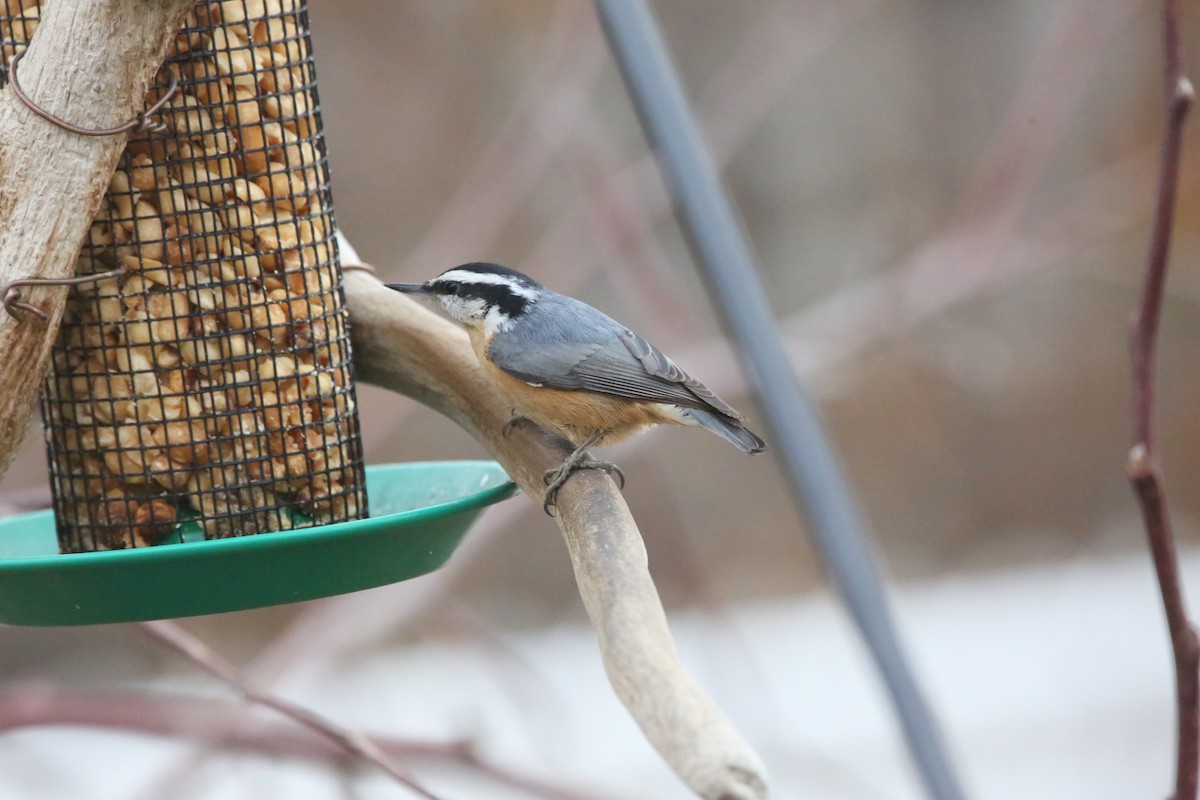 Red-breasted Nuthatch - ML647321661