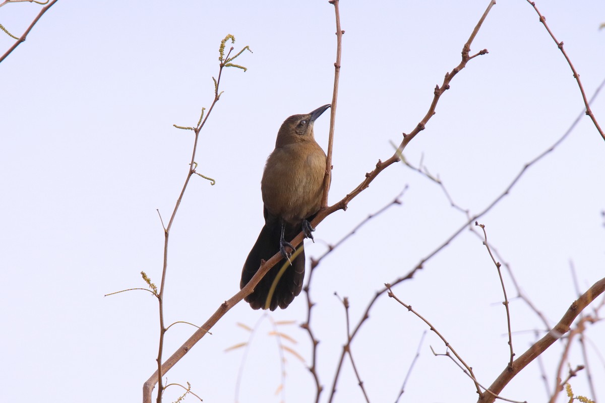 Great-tailed Grackle - ML647321662